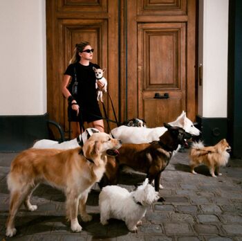 Chiens