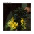 Forget Me Nots - Nick Mellow